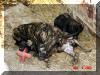 Great Dane Puppies , Great Danes for Sale , Great Dane Breeders
